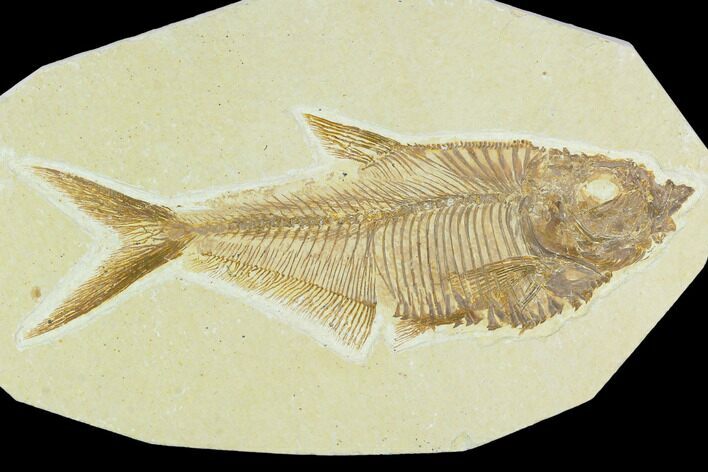 5.8" Fossil Fish (Diplomystus) - Green River Formation
